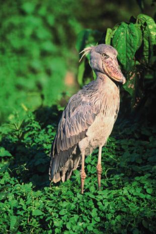 O pico-zapato (Balaeniceps rex) tamén está en perigo de extinción, segundo a IUCN